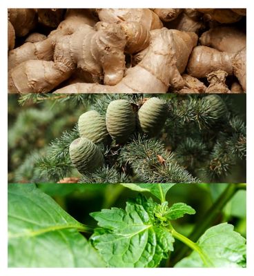 Calvin Klein Euphoria for Men Eau de Toilette 50ml