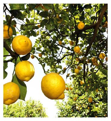 Weleda Citrus Refreshing Body Oil 100ml