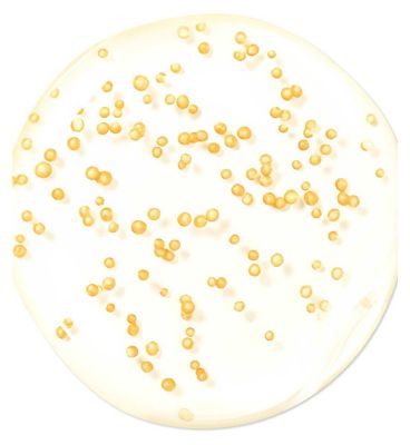 GUERLAIN Abeille Royale Youth Watery Oil Serum 15ml