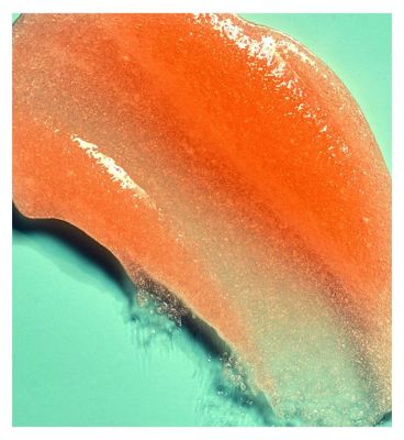 Tree Hut Shea Sugar Body Scrub Bikini Reef 510g